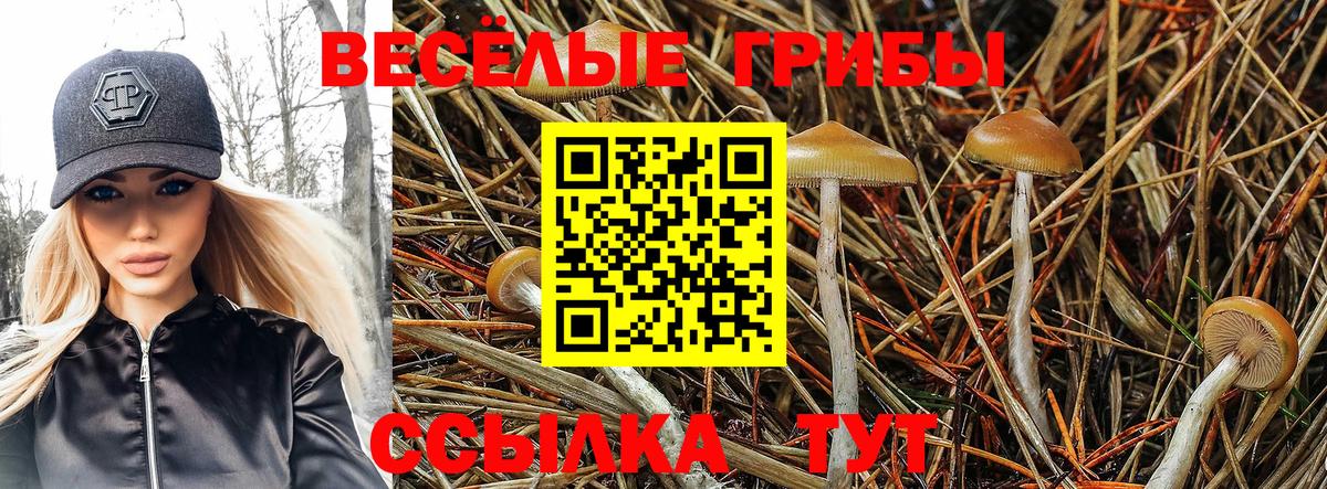Псилоцибиновые грибы Psilocybe  Вход с VPN  Галлюциногенные грибы Magic Shrooms  Гудермес 